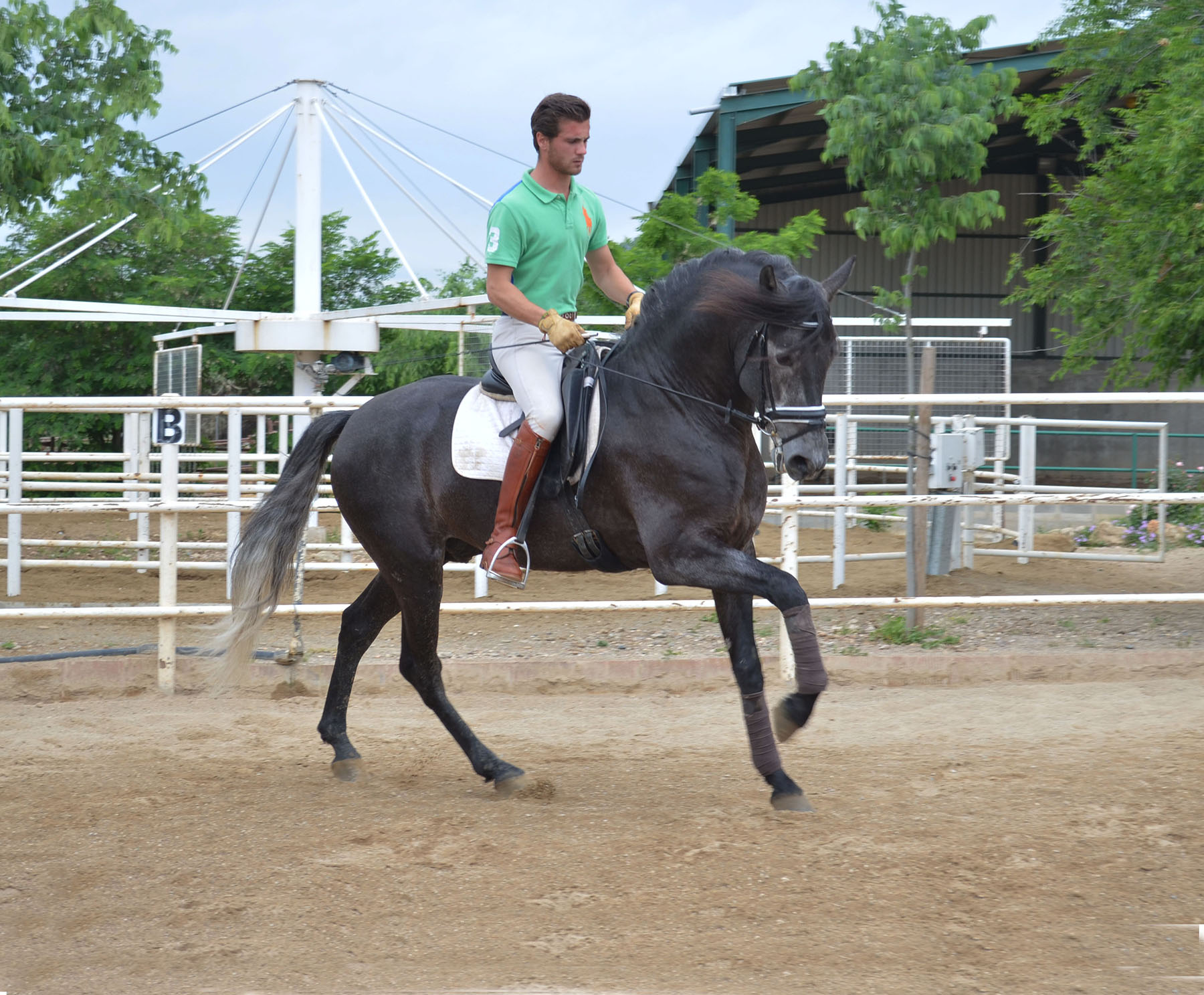 Listado de Caballos en Venta